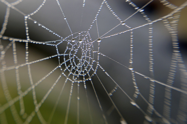 örümcek dew (2 inci ile) - Fotoğraf, Görsel