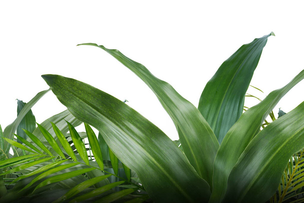 Tropical green leaves on white wall background - Foto, immagini