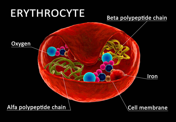 Структура еритроцитів, еритроцит з видимим гемоглобіном і поліпептидним ланцюгом. Розділ через клітинну мембрану. 3d ілюстрація
. - Фото, зображення