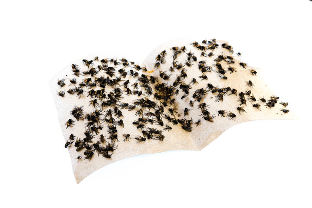 Taśma klejąca z wieloma muchami uwięziona na skrajnie lepkiej powierzchni. Pułapka papierowa na białym tle. Popularna metoda zbierania owadów w Wietnamie i innych krajach Azji - Zdjęcie, obraz