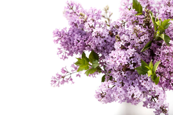 Bouquet of spring purple lilac Syringa flowers white background top view copy space banner - Photo, Image