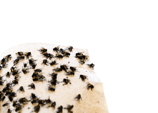 Cinta adhesiva de cerca con muchas moscas atrapadas en una superficie extremadamente pegajosa. Trampa de papel aislada sobre fondo blanco. Método de recolección de insectos naturales en Vietnam y Asia
 - Foto, imagen