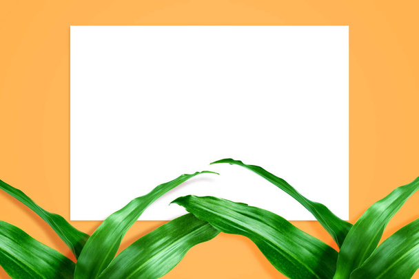 Tropical leaves in vibrant color on orange background. White space for copy space - Foto, Bild