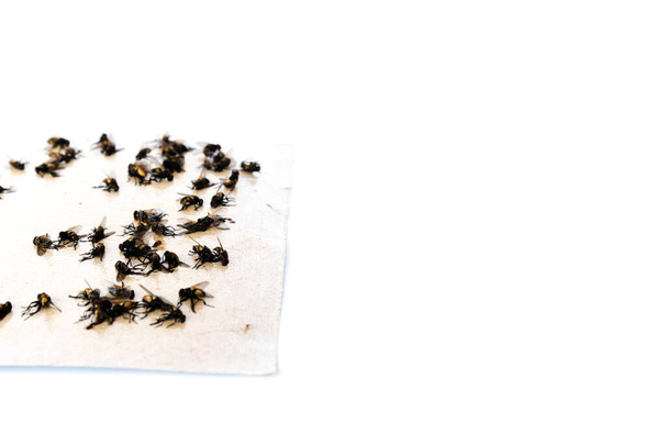 Son derece yapışkan yüzeyde sıkışmış sineklerle dolu yapışkan bir bant. Kağıt kapanı beyaz arkaplanda izole edilmiş. Vietnam ve diğer Asya ülkelerinde popüler böcek toplama yöntemi - Fotoğraf, Görsel