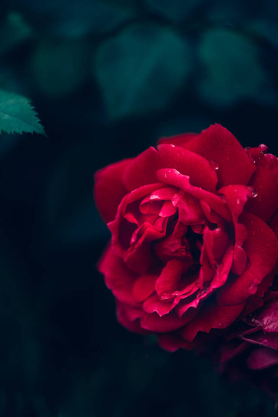 Rote Rosen im Garten - Foto, Bild