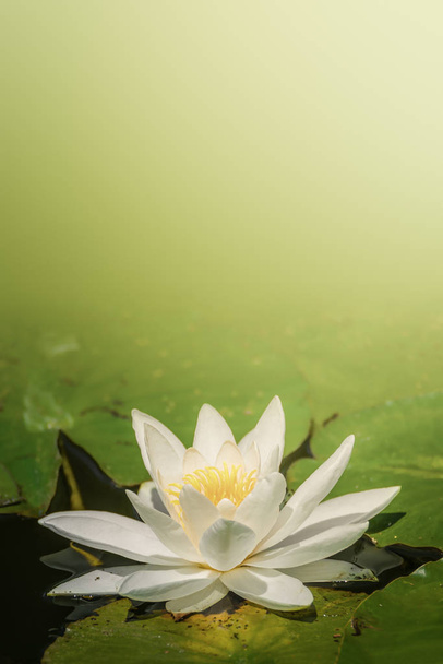 Prachtige waterlelie, lotus, drijvend in een kleine vijver in het voorjaar, zonnige dag, tropische tuin - Foto, afbeelding