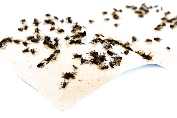 Nahaufnahme von klebrigem Fliegenband mit vielen Fliegen, die auf extrem klebriger Oberfläche gefangen sind. Papierfalle isoliert auf weißem Hintergrund. Natürliche Insektensammelmethode in Vietnam und Asien - Foto, Bild