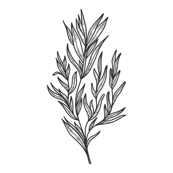 Tarragon herb sketch engraving vector illustration. Scratch board style imitation. Hand drawn image. - Vector, imagen