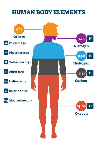 Human body elements, vector illustration infographic - Vektor, Bild