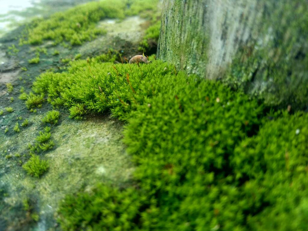 Mosses (bryophyte) on rocks, they are characteristically limited in size and prefer moist habitats. Also good for background or quotes. - Photo, Image