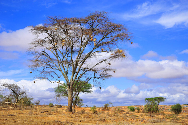 Красивий пейзаж з деревом і блакитним небом
 - Фото, зображення