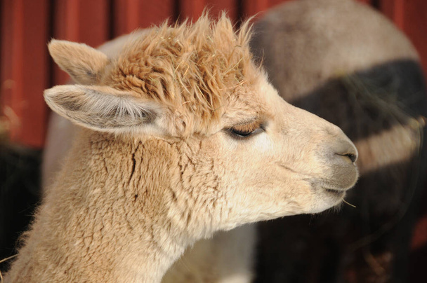 L'Alpaca (Vicugna pacos) è una specie addomesticata di camelide sudamericano. Assomiglia ad un piccolo lama in apparenza - Foto, immagini