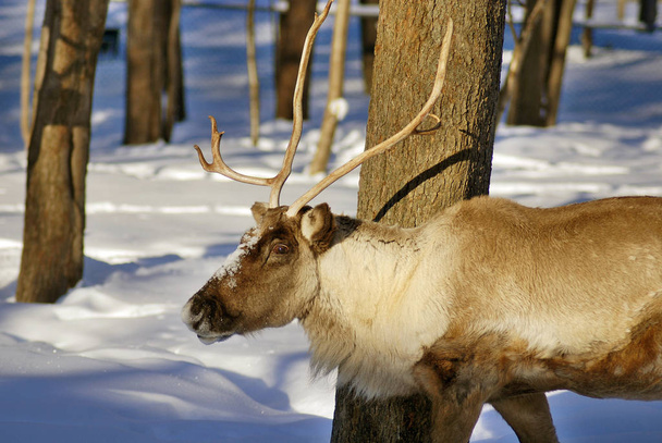 Vadon élő szarvasok a havas téli erdőben - Fotó, kép