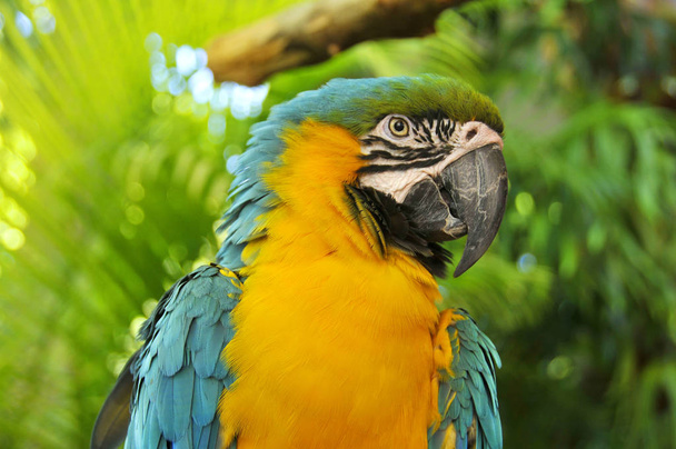 Great Green Macaw (tunnetaan myös nimellä Buffon 's Macaw tai Great Military Macaw) on keski- ja eteläamerikkalainen papukaija, joka sijaitsee Nicaraguassa, Hondurasissa, Brasiliassa, Costa Ricassa, Panamassa, Kolumbiassa ja Ecuadorissa.. - Valokuva, kuva
