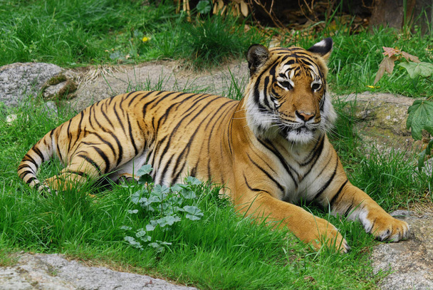 Tigre da vicino: La tigre (Panthera tigris) è la più grande specie di gatto. È il terzo più grande carnivoro terrestre (dietro solo l'orso polare e l'orso bruno). - Foto, immagini