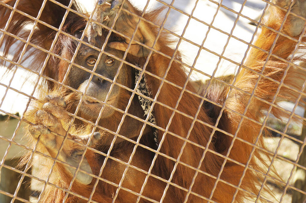 Close-up portret van een orang-oetan achter een hek in de dierentuin met de droevige blik in zijn ogen. - Foto, afbeelding