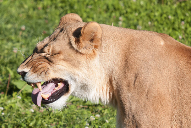 Lion es uno de los cuatro grandes felinos del género Panthera, y miembro de la familia Felidae. Con algunos machos que superan los 250 kg (550 lb) de peso, es el segundo gato vivo después del tigre. - Foto, imagen