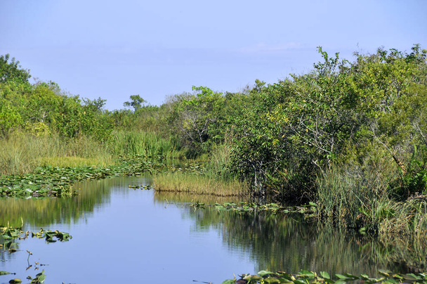 Національний парк Еверґлейдс (англ. Everglades National Park) - національний парк у штаті Флорида, який захищає 20 відсотків території штату Еверґлейдс.. - Фото, зображення