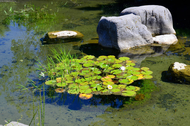 bela lagoa no parque - Foto, Imagem