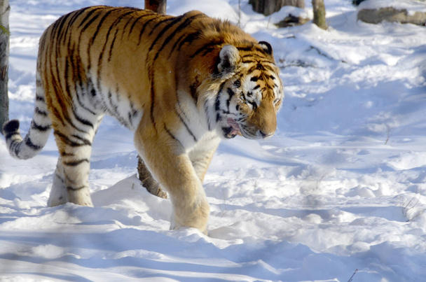 Amur tigris (Panthera tigris altaica) Granby állatkert Quebec, Kanada - Fotó, kép