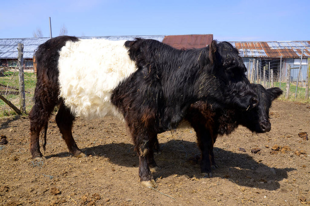 El Belted Galloway es una raza de ganado procedente de Galloway en el suroeste de Escocia, adaptado a vivir en los pobres pastos de montaña y páramos azotados por el viento de la región..  - Foto, imagen