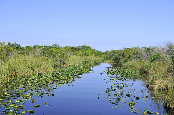 Everglades National Park é um parque nacional no estado americano da Flórida que protege o sul de 20 por cento dos Everglades originais. - Foto, Imagem