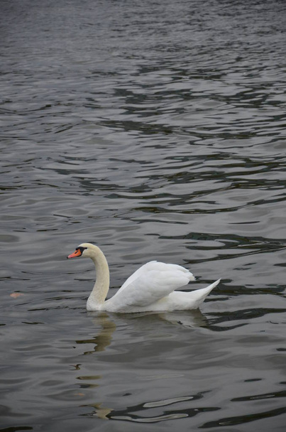 Cisne en el río Main en Frankfurt, Alemania - Foto, imagen
