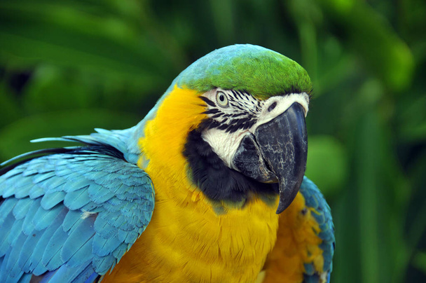 El guacamayo azul y amarillo, también conocido como el guacamayo azul y dorado, es un gran loro azul (partes superiores) y amarillo sudamericano, un miembro del gran grupo de loros neotropicales conocidos como guacamayos. - Foto, Imagen