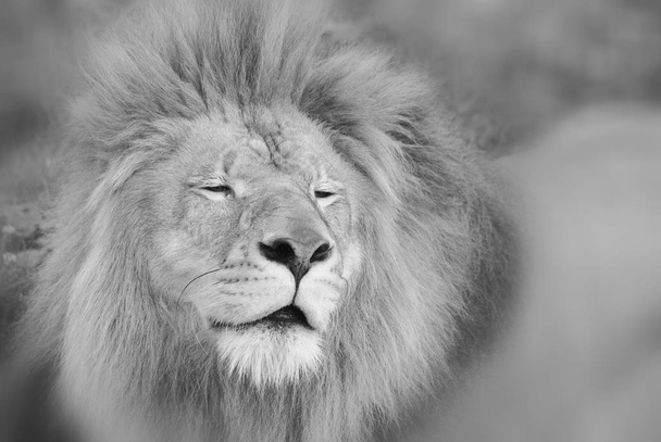 Leão macho: Altamente distintivo, o leão macho é facilmente reconhecido por sua crina, e seu rosto é um dos símbolos animais mais amplamente reconhecidos na cultura humana..  - Foto, Imagem