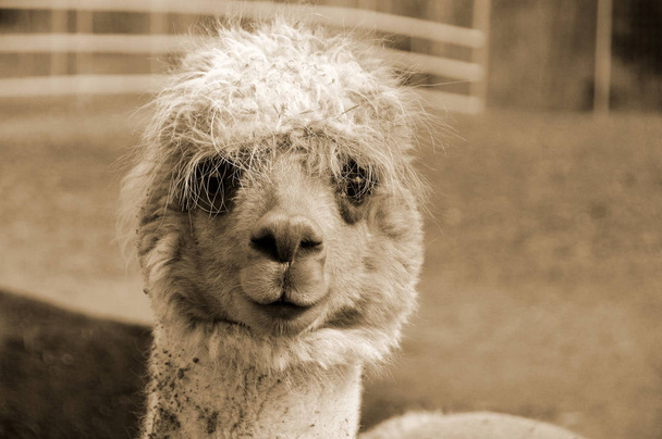 Alpaca (Vicugna pacos) - одомашненный вид южноамериканского камелида. Он похож на маленькую ламу по внешнему виду.  - Фото, изображение