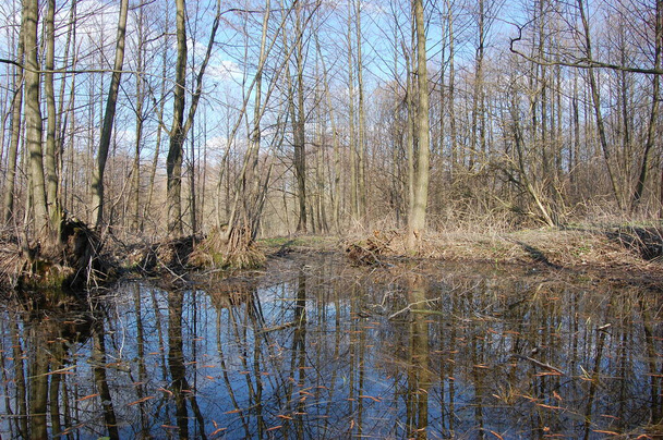 Reflexión de los árboles en el agua del río a principios de primavera. Paisaje de primavera en un lugar fabuloso de Ucrania
. - Foto, imagen