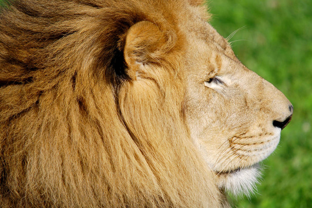O leão é um dos quatro grandes felinos do gênero Panthera e membro da família Felidae. Com alguns machos com peso superior a 250 kg, é o segundo maior gato vivo depois do tigre..  - Foto, Imagem