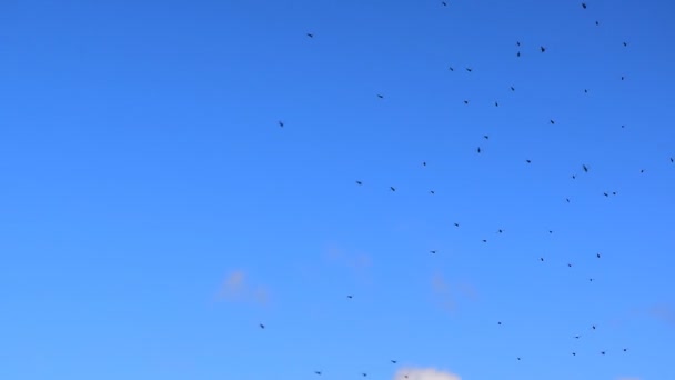 Birçok sivrisinek bir dağ gölünün üzerinde uçar. Yavaş çekim videosu. Göl, Aurlandsvegen (F243) adlı ulusal turist yolu yakınlarında yer almaktadır. Norveç. - Video, Çekim