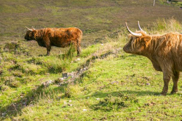 Vaca montañosa de yak en un verde campo de verano de sky Island, Escocia
 - Foto, imagen
