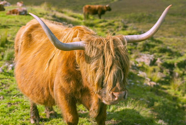 Выпас яка высокогорной коровы в зеленом летнем поле острова Небо, Шотландия
 - Фото, изображение