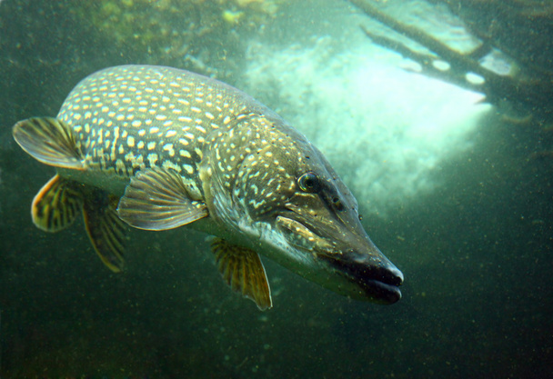 Big Pike fish - Photo, Image