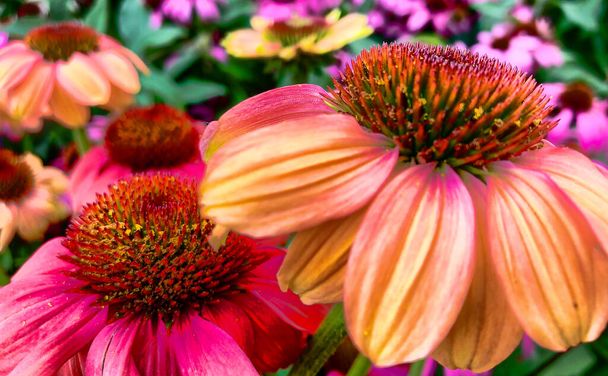 ein lebhaft wachsendes Fleckchen Echinacea purpurea oder purpurer Sonnenhut. - Foto, Bild