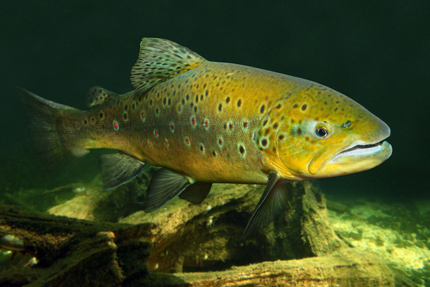 Ruskea taimen kala
 - Valokuva, kuva