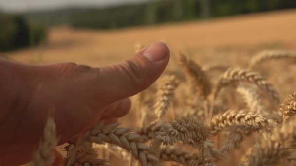 Hand is touching ears of ripe wheat against the background of a wide field - Πλάνα, βίντεο