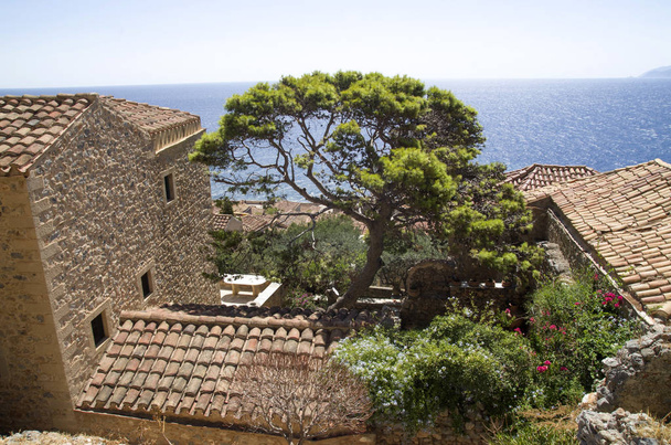 Gran pinea costera europea en el casco antiguo de Monemvasia en el Peloponeso, Grecia
 - Foto, imagen