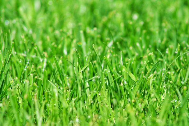 closeup green grass natural background texture.  Lawn for the backgroun - Photo, Image