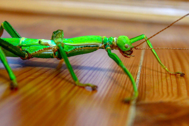 Bel insecte bâton grimpe sur une surface en bois. Stick insecte examine une surface en bois
. - Photo, image