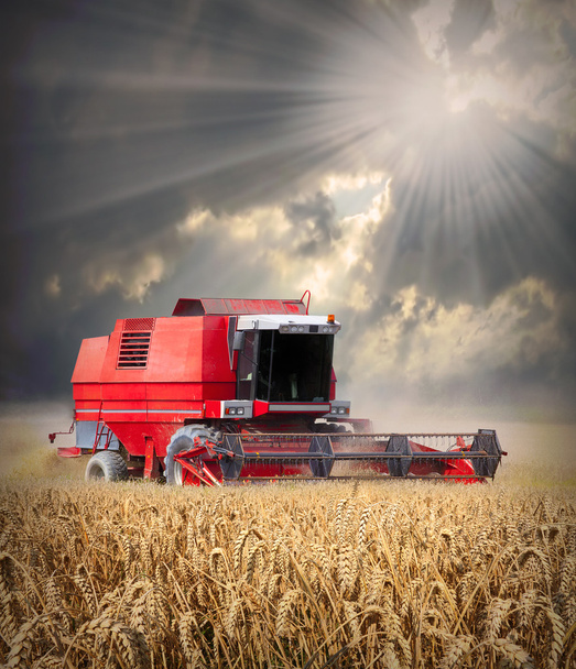 Combine harvesting wheat against dramatic sky. - Photo, Image