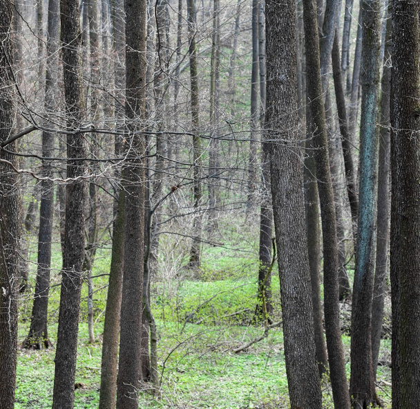 Wald im Frühjahr. Winzige Knospen an den Zweigen. Junges grünes Gras auf dem Boden.  - Foto, Bild