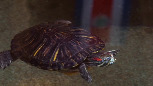 czerwono-uszny żółw suwakowy pływający w wodzie, popularny gatunek gadów tropikalnych z Ameryki Południowej i Meksyku - Materiał filmowy, wideo