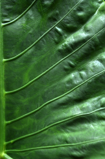 Green leave - Valokuva, kuva