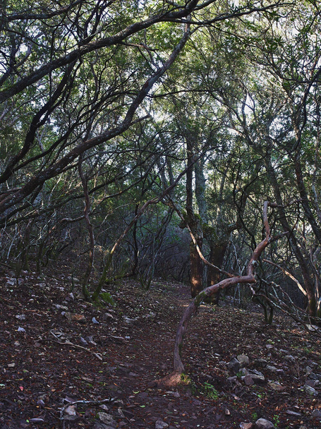 All the thickets of the Mediterranean jungle on the Red Route of Monfrague - Photo, Image