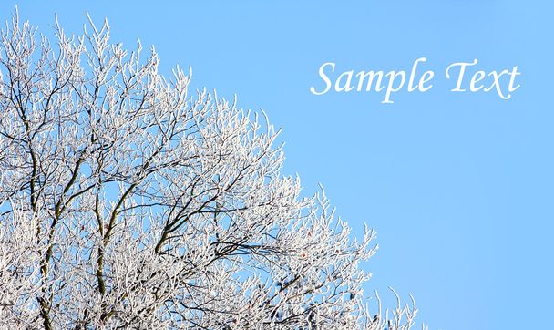 Зимових гілках
 - Фото, зображення