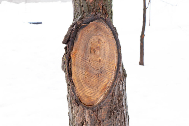 strom v lese staré kůry pozadí detailní up - Fotografie, Obrázek