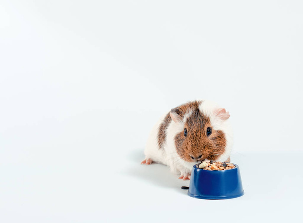 guinea pig eats its food from a blue bowl on a white background - Fotó, kép